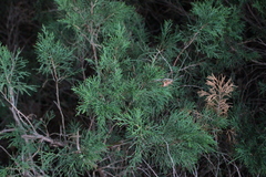 Juniperus sabina