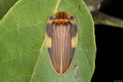 Aspisoma lineatum