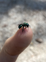 Hoplitis fulgida