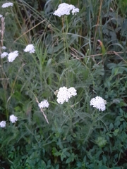 Achillea millefolium