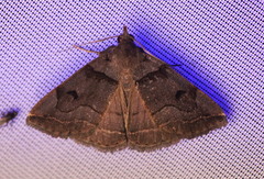 Zanclognatha laevigata