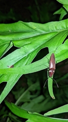 Ignelater havaniensis