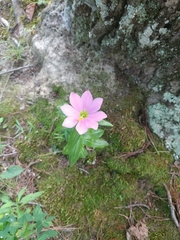 Sabatia capitata