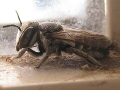 Megachile apicalis