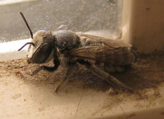 Megachile apicalis