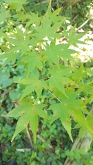 Acer palmatum