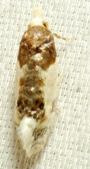 Henricus edwardsiana