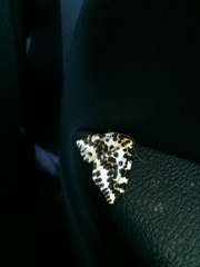 Abraxas grossulariata