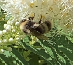 Bombus occidentalis