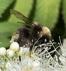 Bombus occidentalis