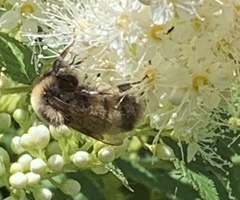 Bombus occidentalis