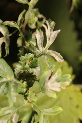 Podosphaera clandestina