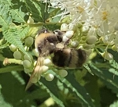 Bombus occidentalis