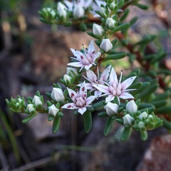 Sedum stelliforme