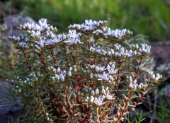 Sedum stelliforme