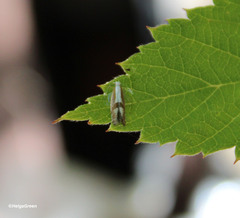 Argyresthia conjugella