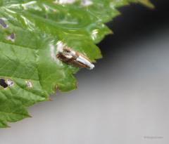 Argyresthia conjugella