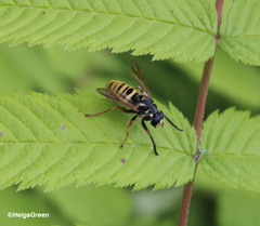 Temnostoma vespiforme