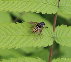 Temnostoma vespiforme
