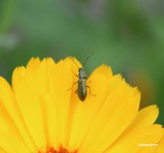 Chrysanthia geniculata