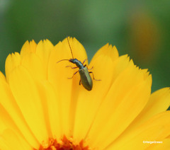 Chrysanthia geniculata