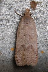 Dichomeris ventrellus