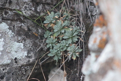 Schivereckia