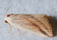 Amolita obliqua