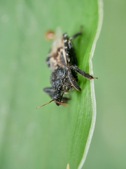 Apiomerus longispinis