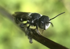 Megachile exilis