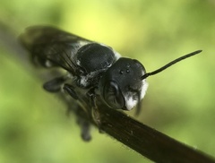 Megachile exilis