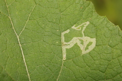 Phytomyza lappae
