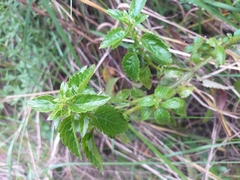 Alonsoa meridionalis