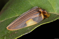 Aspisoma lineatum
