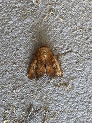 Perigea xanthioides