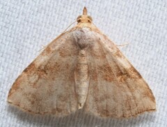 Oxycilla malaca