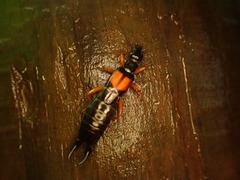 Carcinophora americana