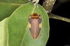 Aspisoma lineatum