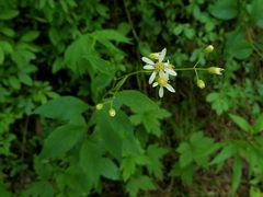 Doellingeria infirma