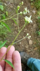 Doellingeria infirma