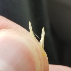 Doellingeria infirma