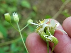 Doellingeria infirma