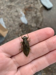 Ophiogomphus severus