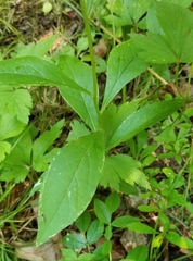 Doellingeria infirma