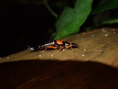 Carcinophora americana