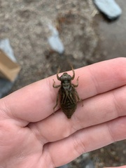 Ophiogomphus severus