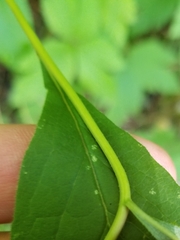 Doellingeria infirma