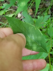 Doellingeria infirma