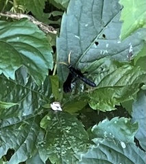 Gnamptopelta obsidianator