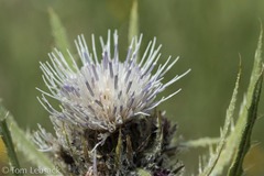 Cirsium eatonii